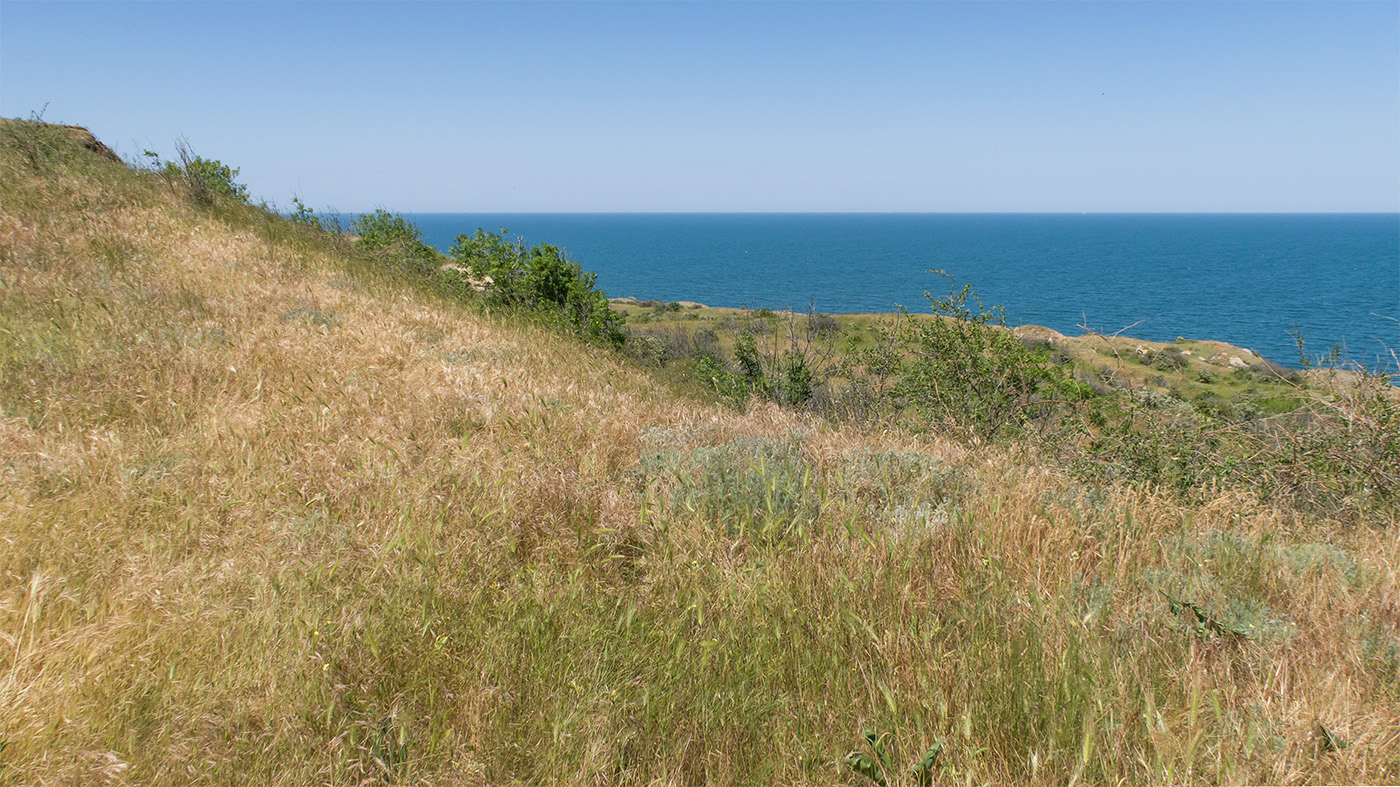 Окрестности Осовин, image of landscape/habitat.