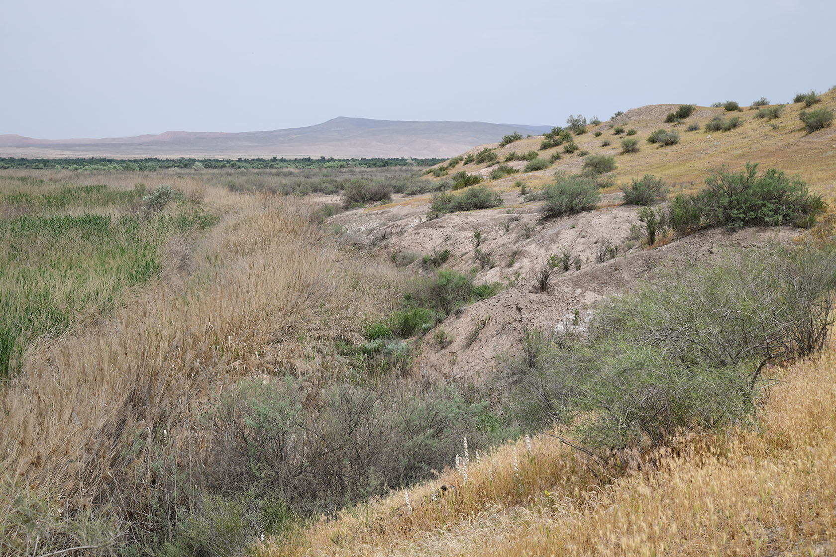 "Королевская дача", image of landscape/habitat.