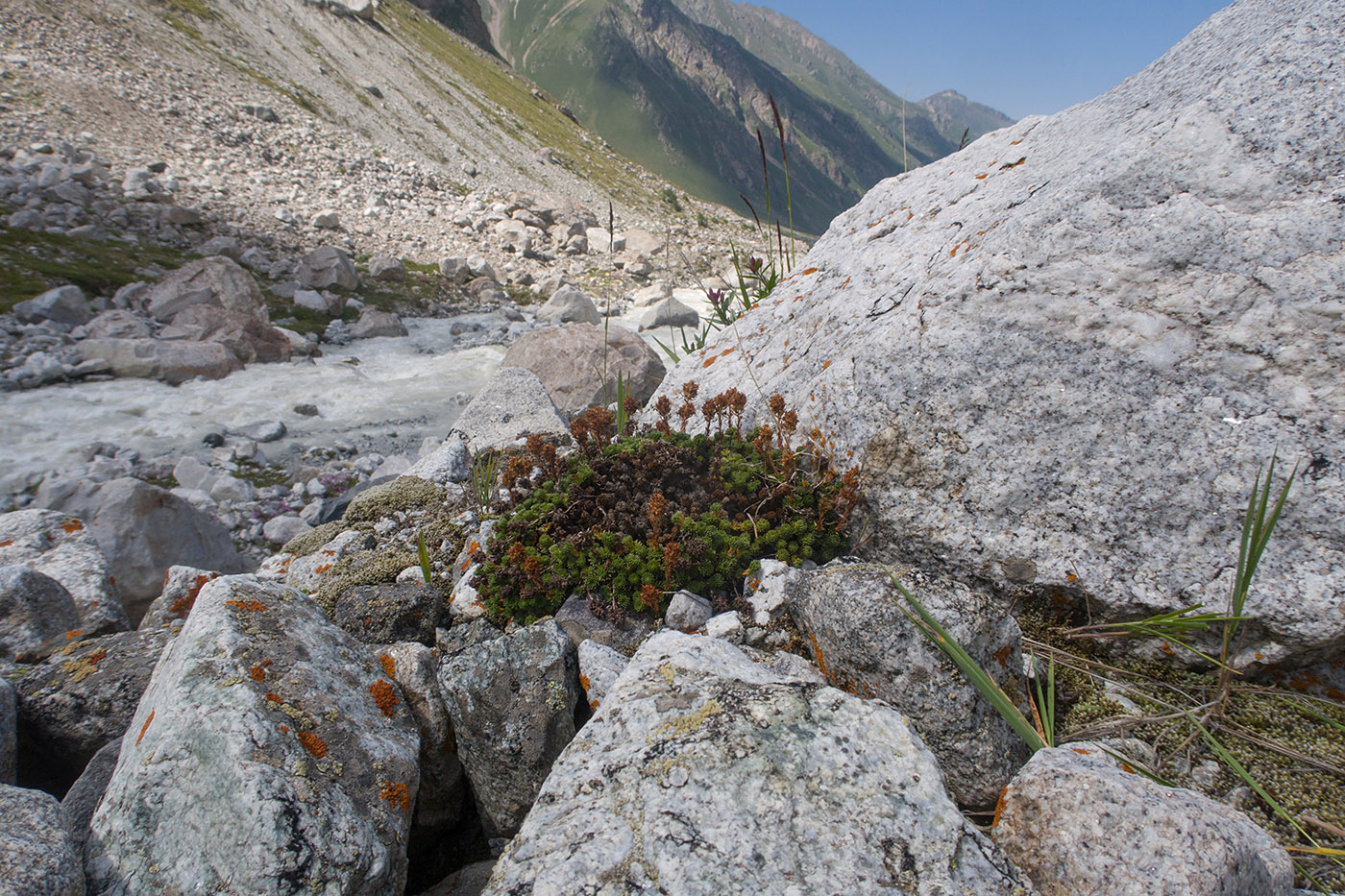 Ледник Псыгансу, image of landscape/habitat.