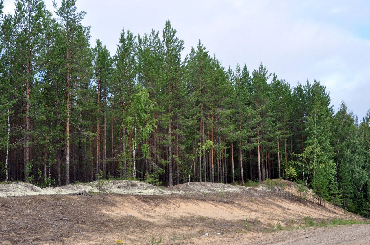Окрестности села Усть-Илыч, image of landscape/habitat.