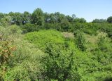Image of landscape