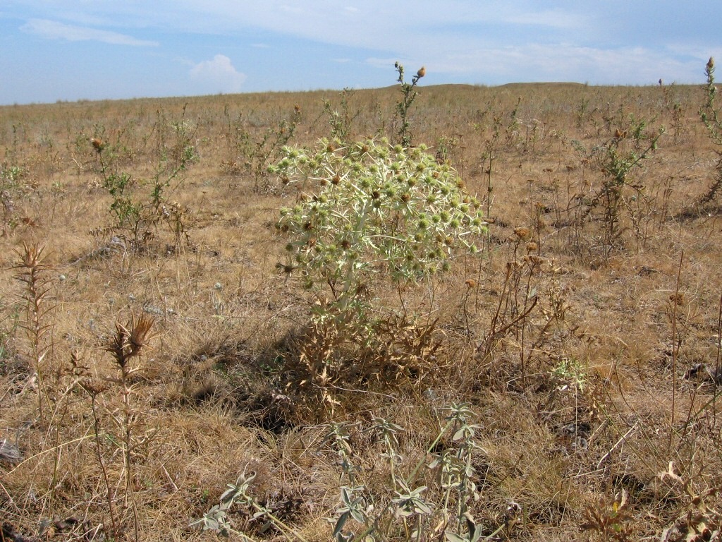 Таманский полуостров, image of landscape/habitat.