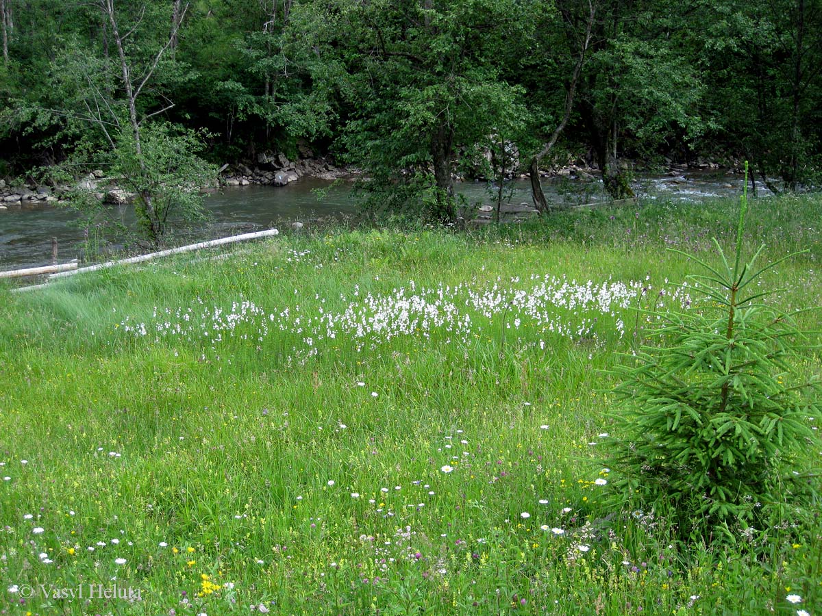 Заповедник "Горганы", Максимец, image of landscape/habitat.