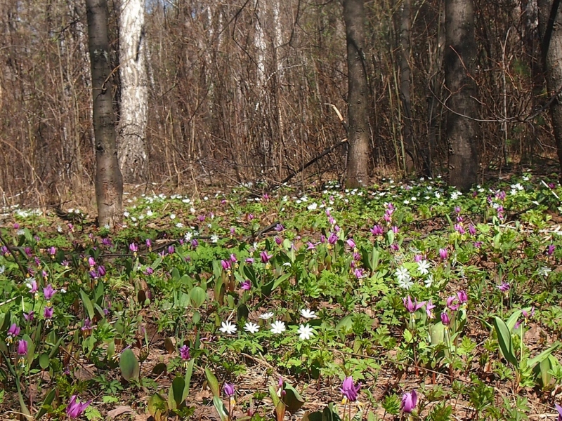 Новосибирский дендропарк, image of landscape/habitat.