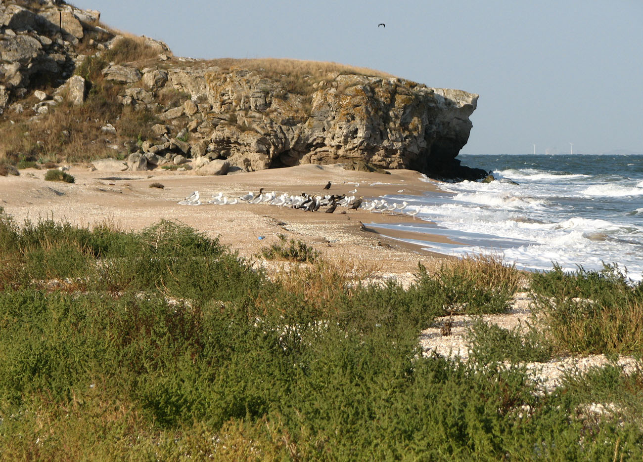 Караларская степь, image of landscape/habitat.