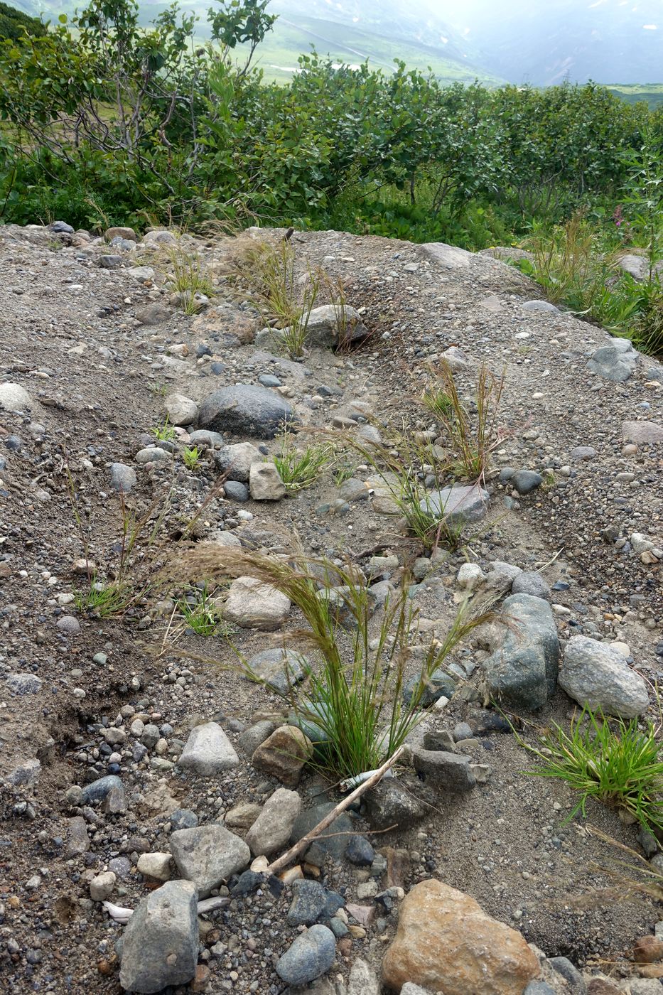 Вилючинский перевал, image of landscape/habitat.