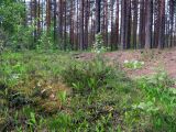 Токсово, изображение ландшафта.