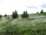 Image of landscape