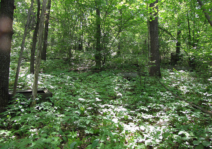 Лес Кучугуры, image of landscape/habitat.
