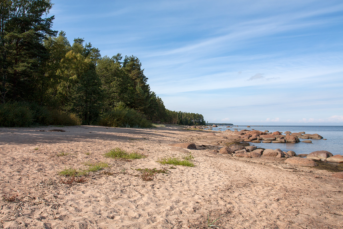 Новое Гарколово, image of landscape/habitat.