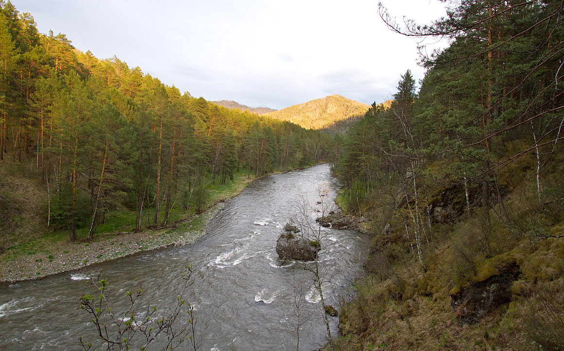 Горно-Алтайский Ботанический Сад, image of landscape/habitat.