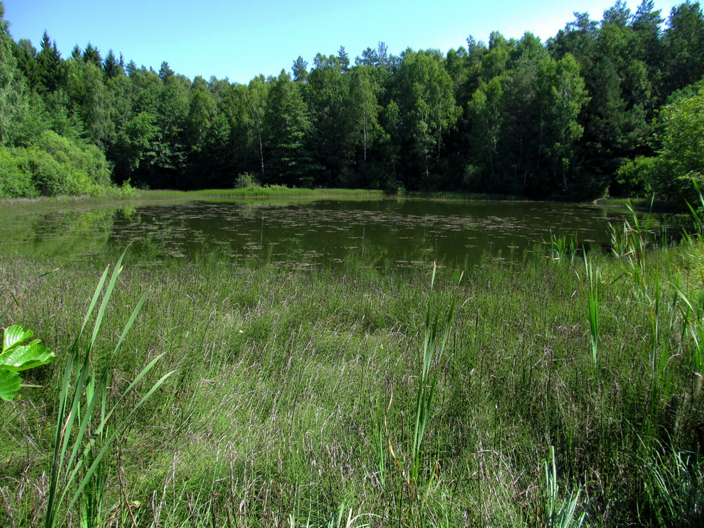 Чемеровка, image of landscape/habitat.