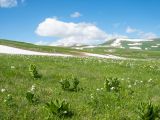 Абадзешский перевал, image of landscape/habitat.