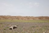 Долина реки Чарын близ Чунджы, image of landscape/habitat.