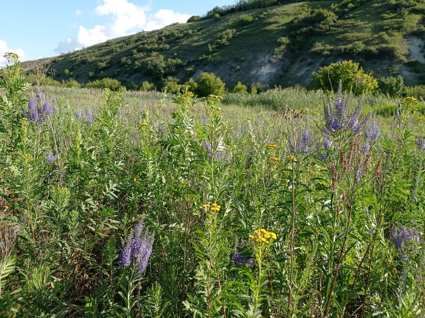 Старобельск, image of landscape/habitat.
