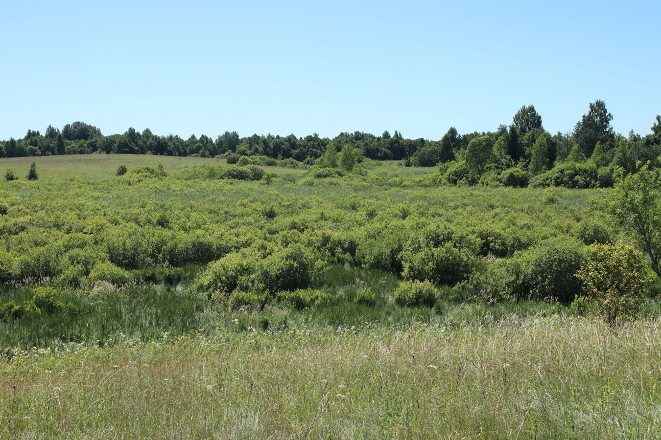 Местечко и окрестности, image of landscape/habitat.