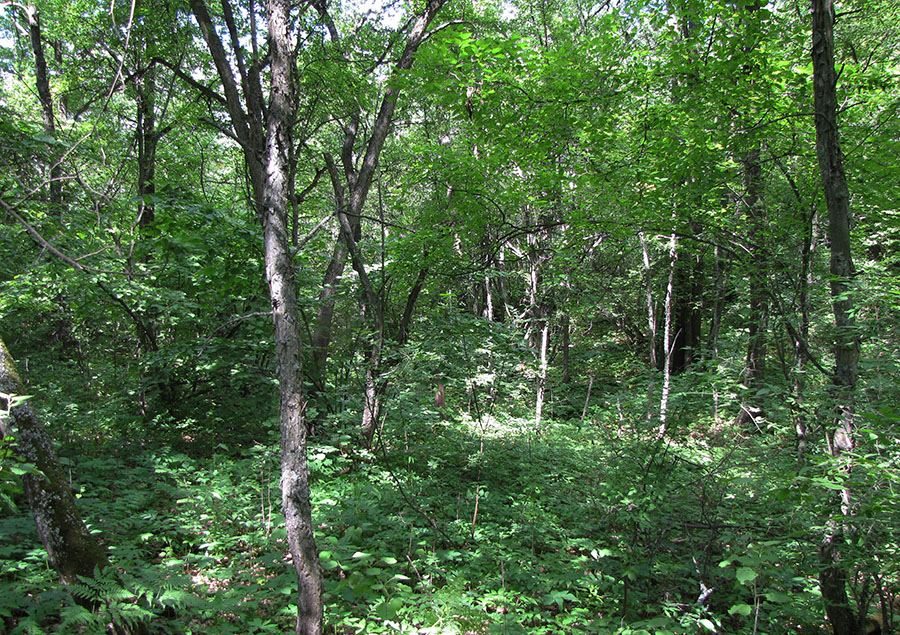 Лес Кучугуры, изображение ландшафта.