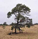 Низовья Варзуги, изображение ландшафта.