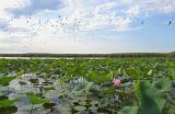 Дельта (нижняя зона), image of landscape/habitat.