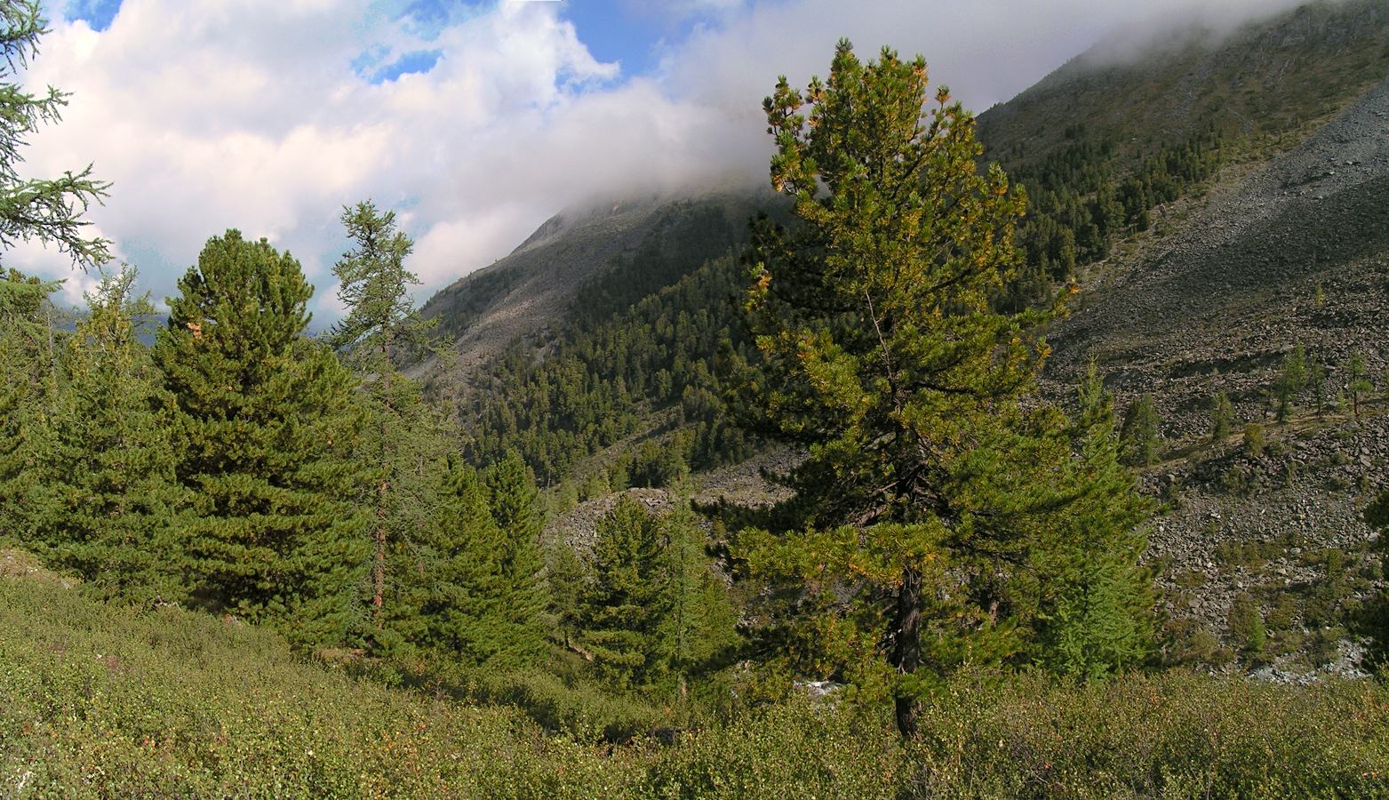 Кедровые стоянки, image of landscape/habitat.