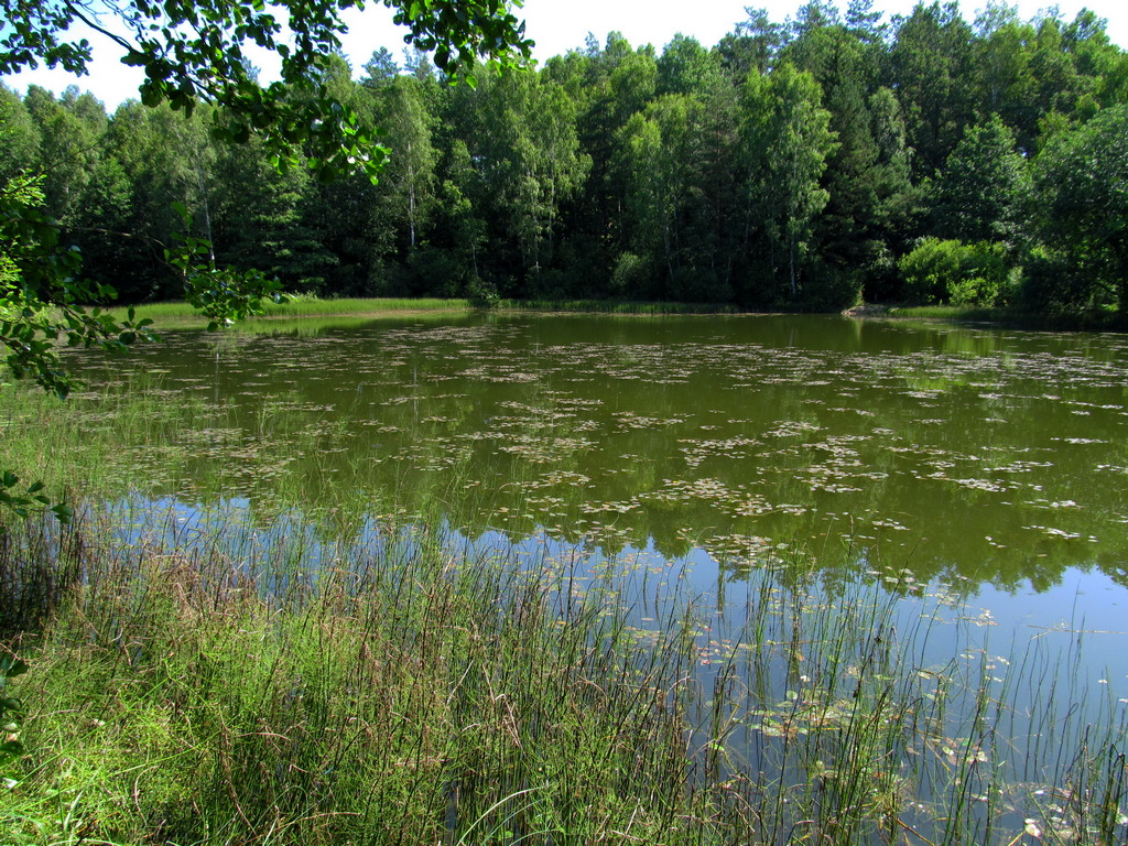 Чемеровка, image of landscape/habitat.