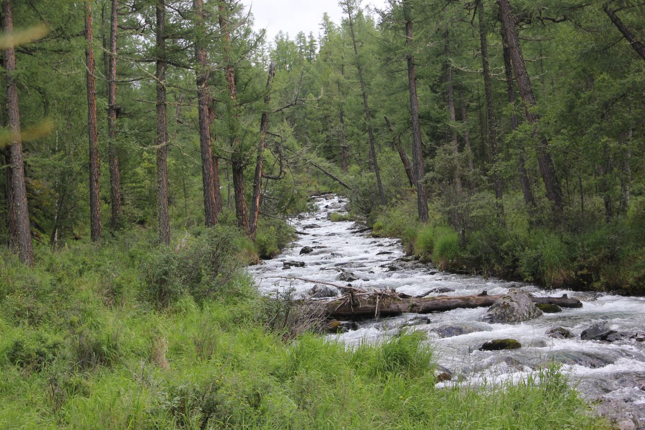 Долина реки Куйгук, image of landscape/habitat.