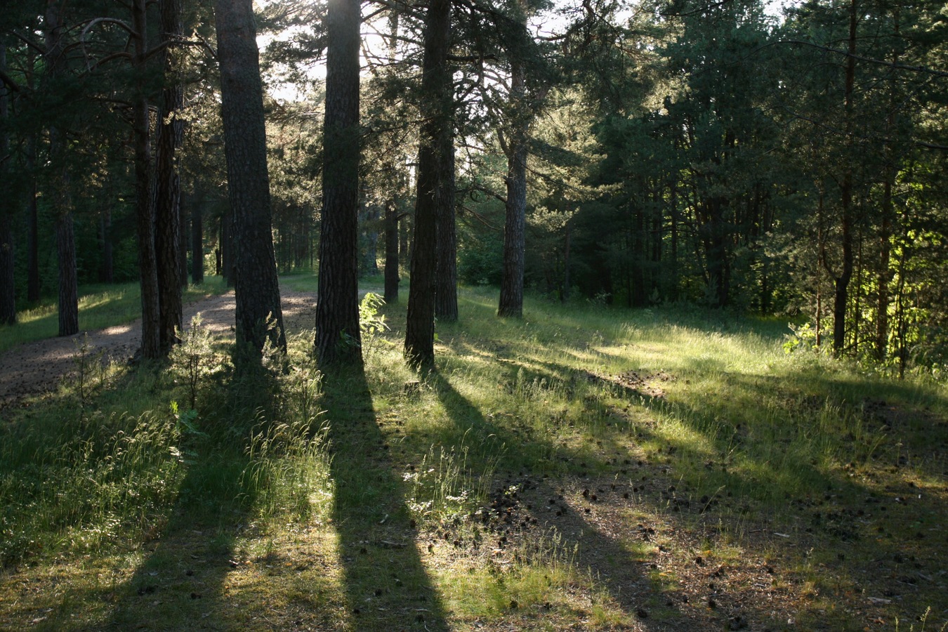 Большая Ижора, image of landscape/habitat.