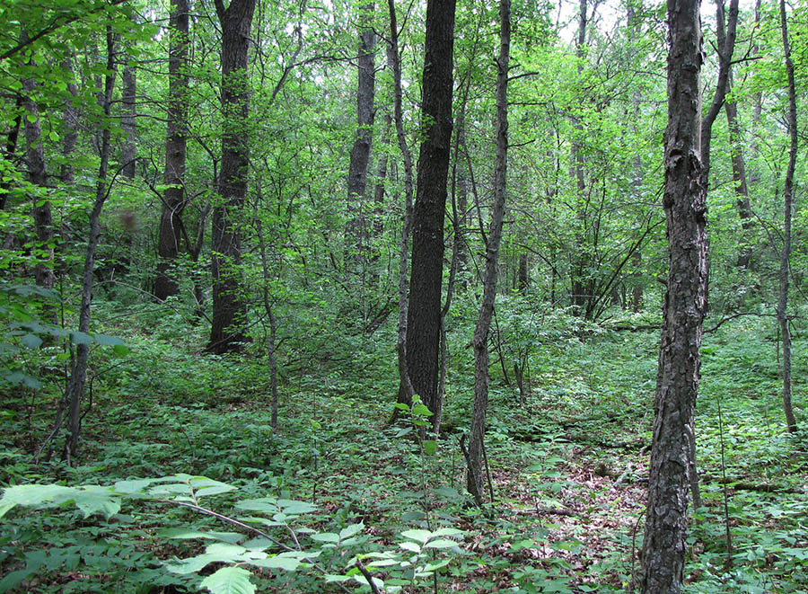 Лес Кучугуры, изображение ландшафта.