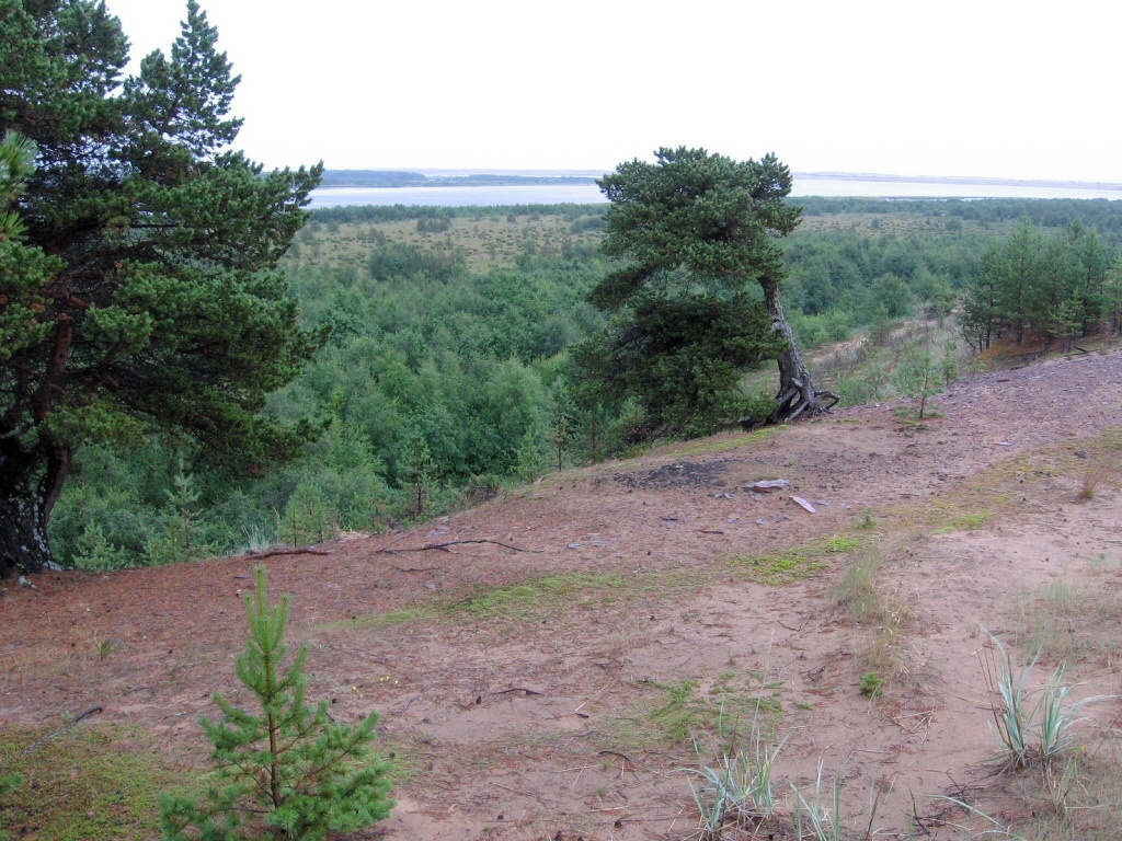 Низовья Варзуги, image of landscape/habitat.