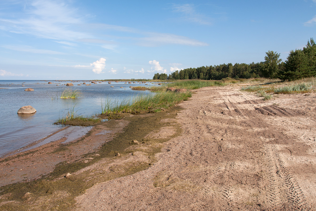 Новое Гарколово, image of landscape/habitat.