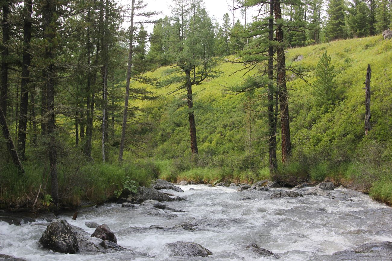 Долина реки Куйгук, image of landscape/habitat.