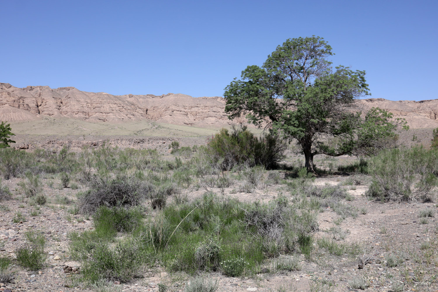 Долина реки Чарын близ Чунджы, image of landscape/habitat.