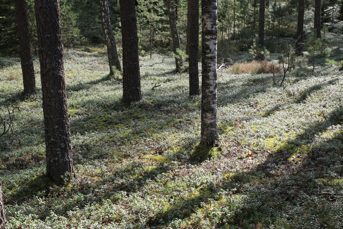 Сурмино, image of landscape/habitat.