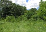 Image of landscape