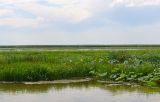 Дельта (нижняя зона), image of landscape/habitat.