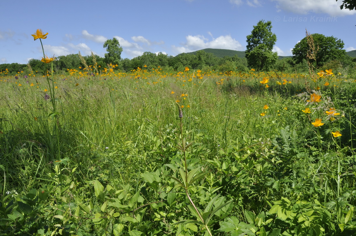 Новонежино, image of landscape/habitat.