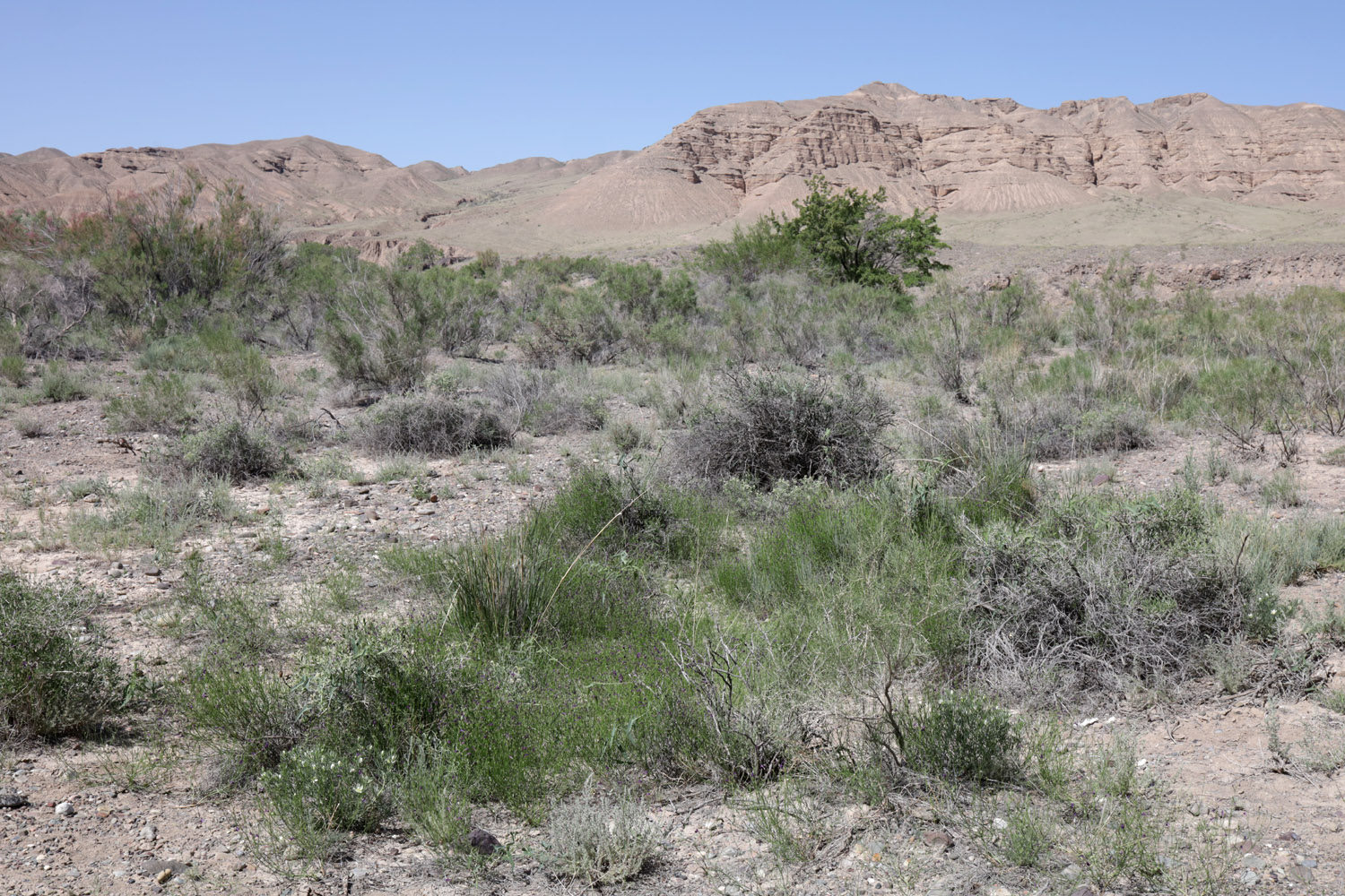 Долина реки Чарын близ Чунджы, image of landscape/habitat.