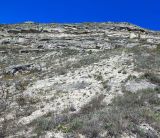 Image of landscape