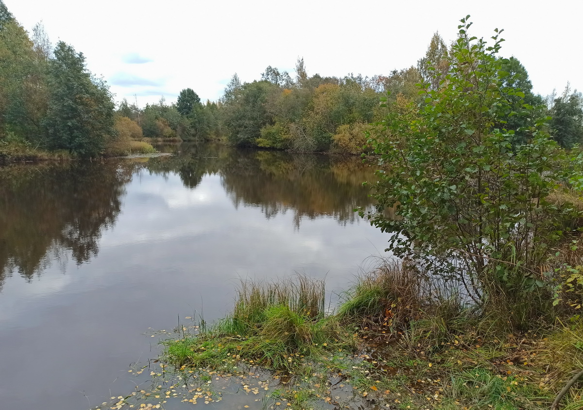 Сестрорецкое болото, image of landscape/habitat.