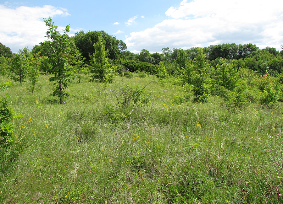 Лес Кучугуры, image of landscape/habitat.