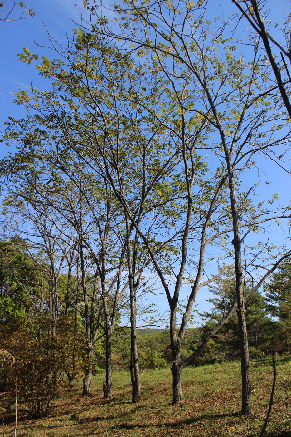 Дендрарий Горнотаёжной станции, image of landscape/habitat.