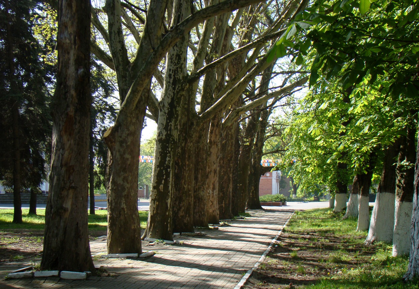 Станица Воронежская, image of landscape/habitat.