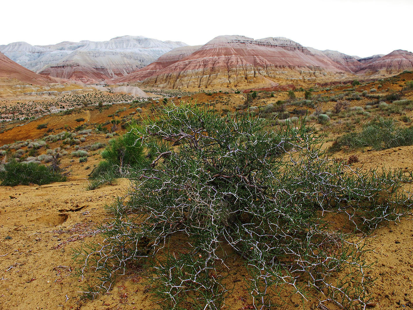 Горы Актау (Алтын-Эмель), image of landscape/habitat.