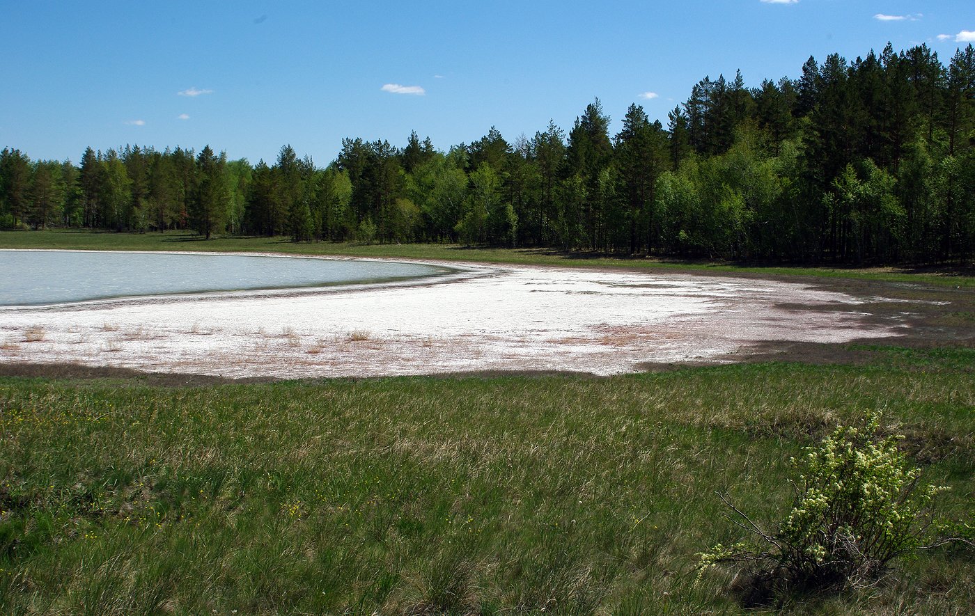 Аманкарагай, image of landscape/habitat.