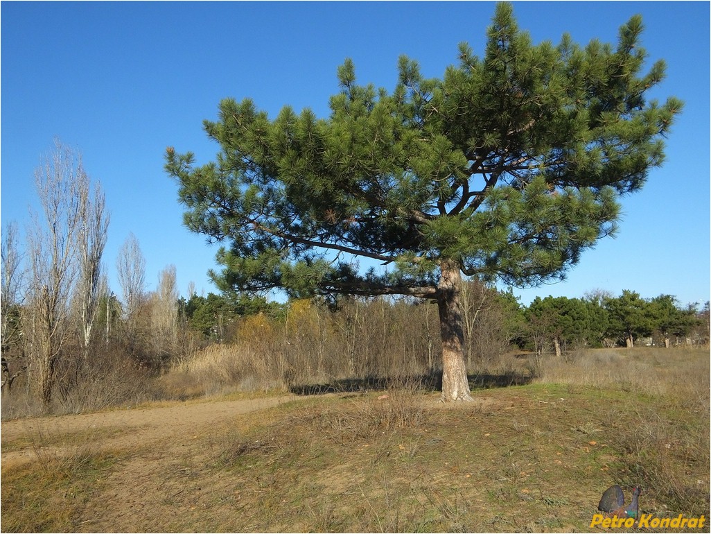 Намыв, image of landscape/habitat.