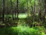 Чемеровка, image of landscape/habitat.