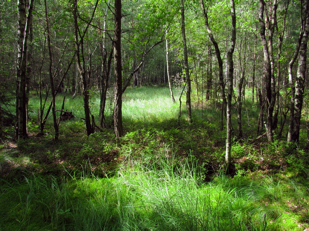 Чемеровка, image of landscape/habitat.