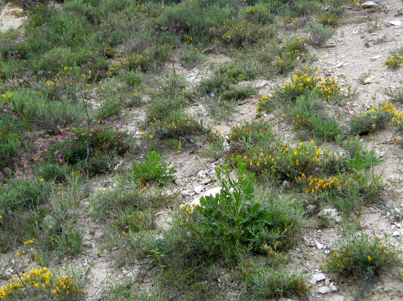 Машкэуць, image of landscape/habitat.