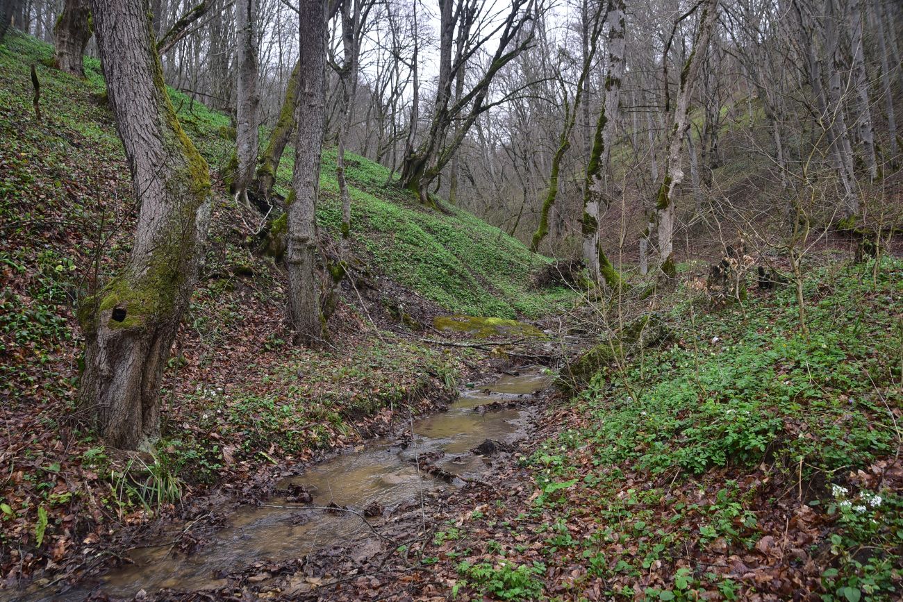 Ущелье Холодного ручья, image of landscape/habitat.