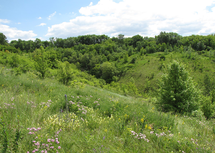 Лес Кучугуры, image of landscape/habitat.